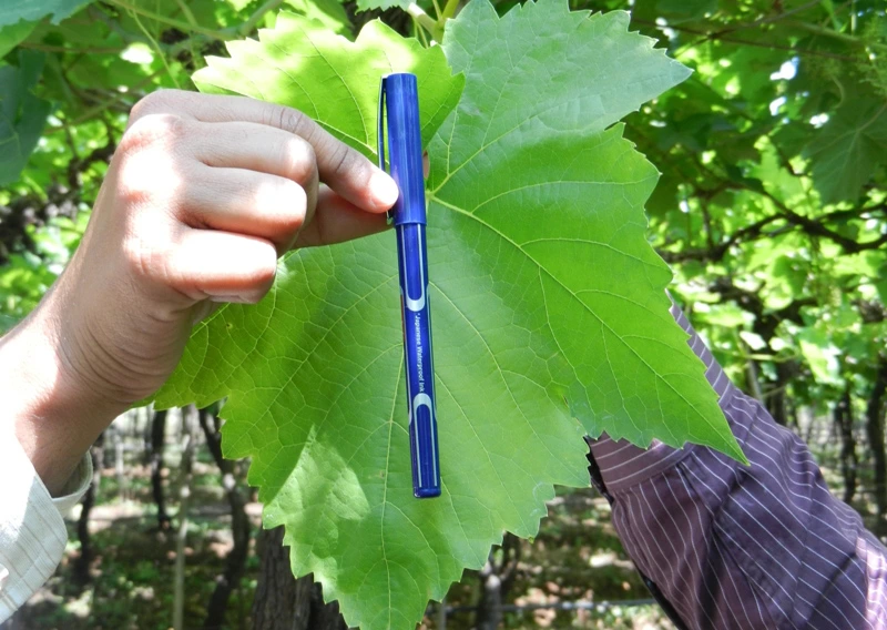 Leaf using sea rich