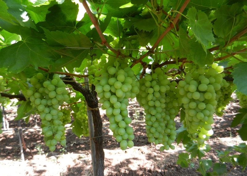 Grapes