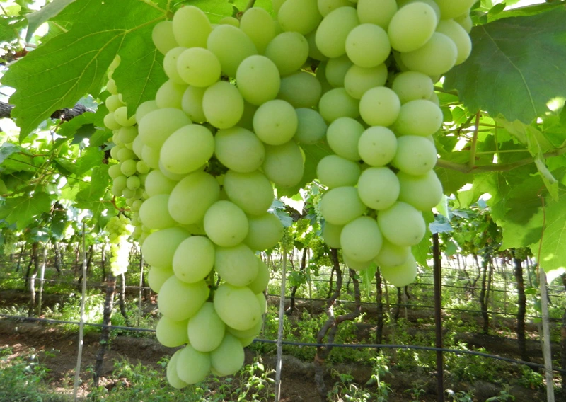 Grapes