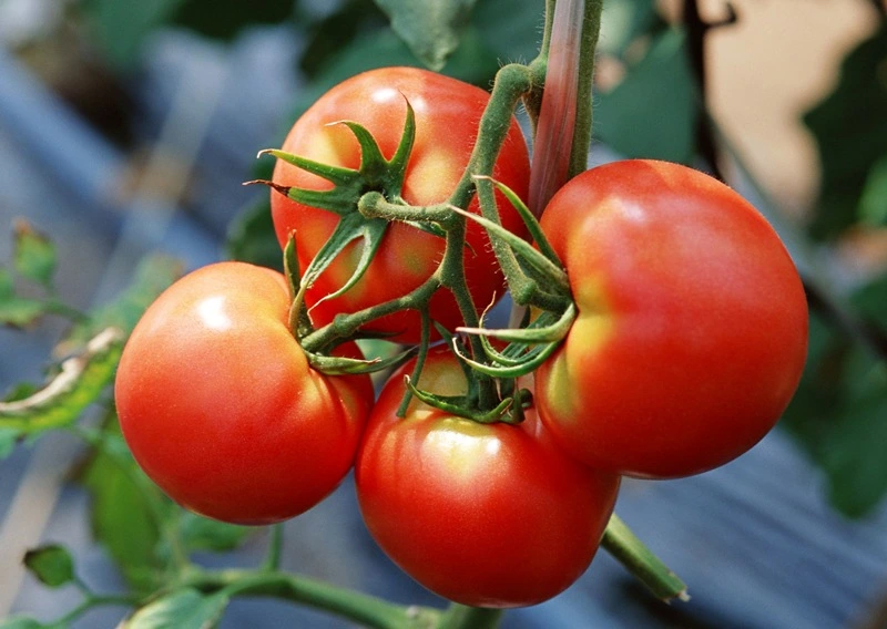 Tomato