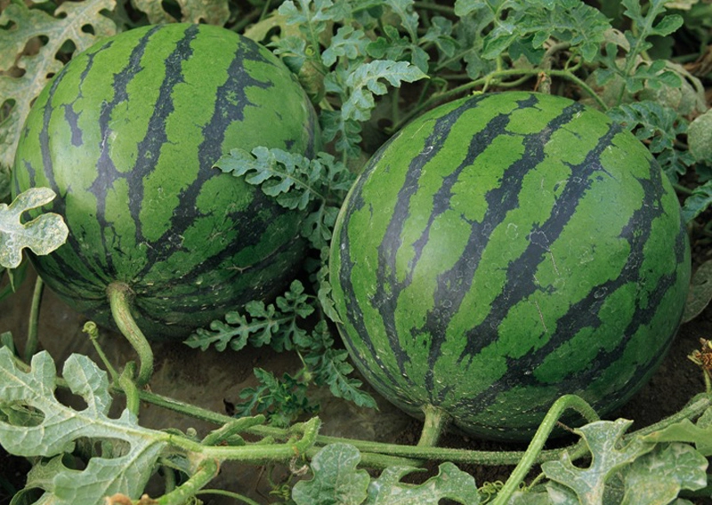 Watermelon
