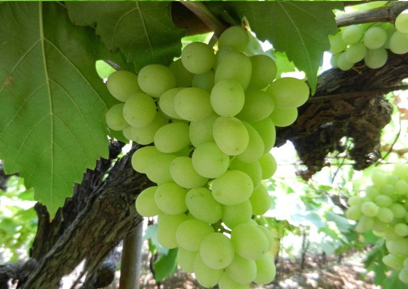Grapes