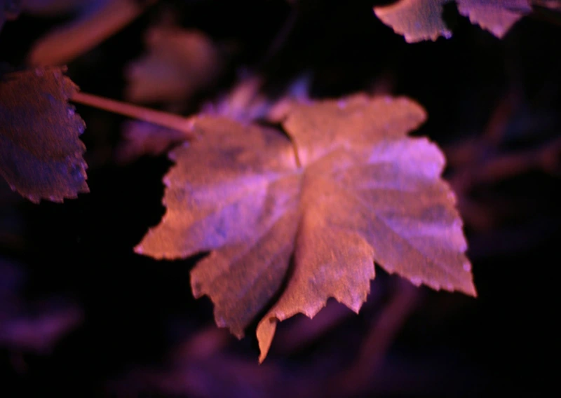 Dye Test in Table Grape