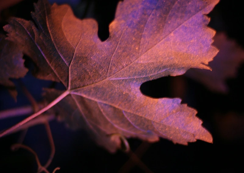 Dye Test in Table Grape